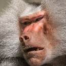 Dr. Dietrich Schmidt 1